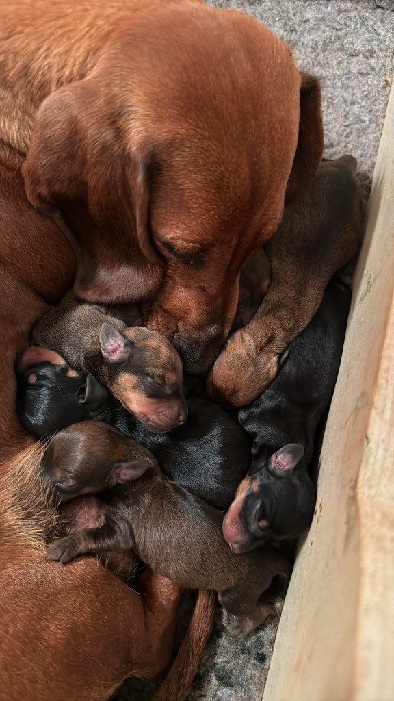 chiot Teckel poil ras du Duncallipsy