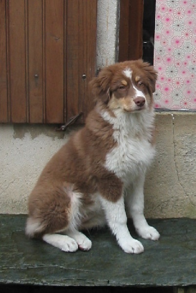 Groseille du Duncallipsy