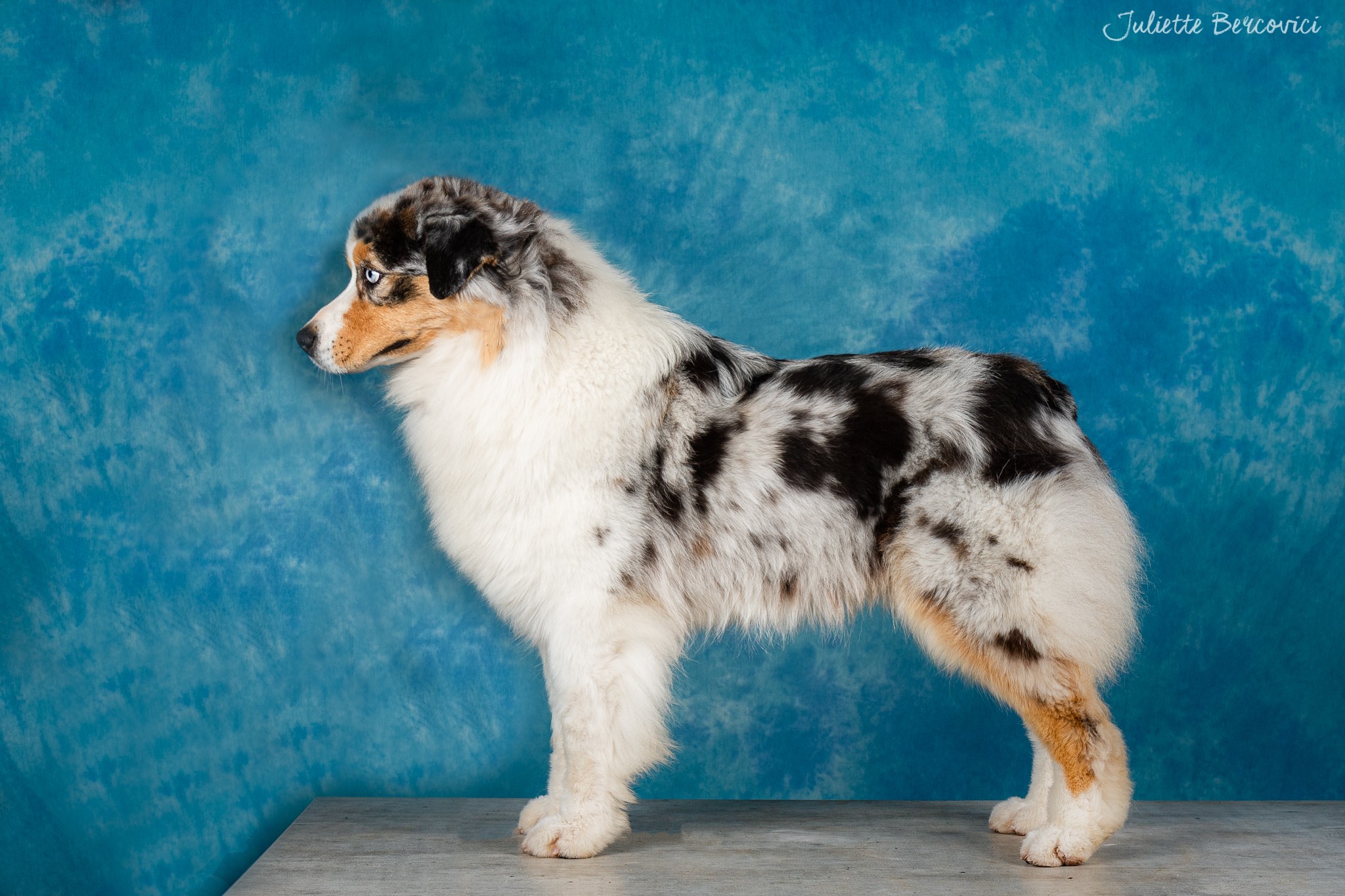 Nakoma's blue princess du Duncallipsy