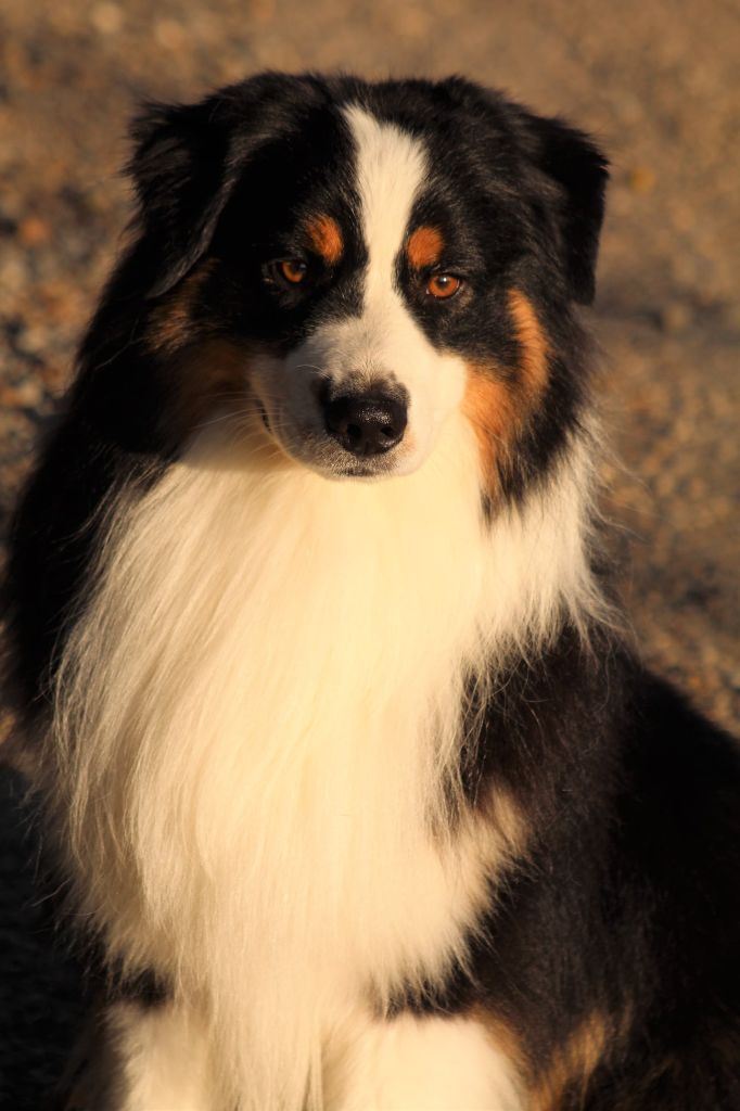 Nakoma's deep black du Duncallipsy