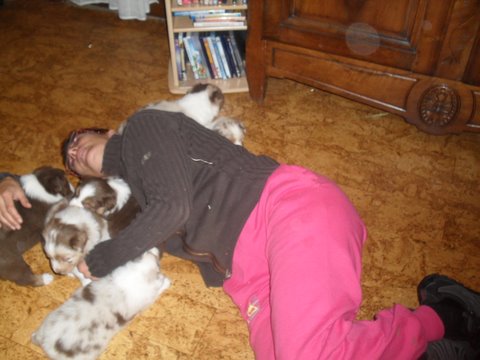 chiots duncan et callista