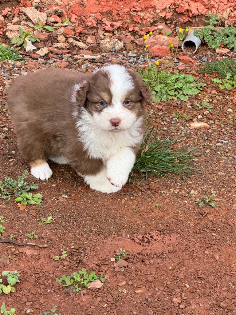 du Duncallipsy - Chiots disponibles - Berger Australien