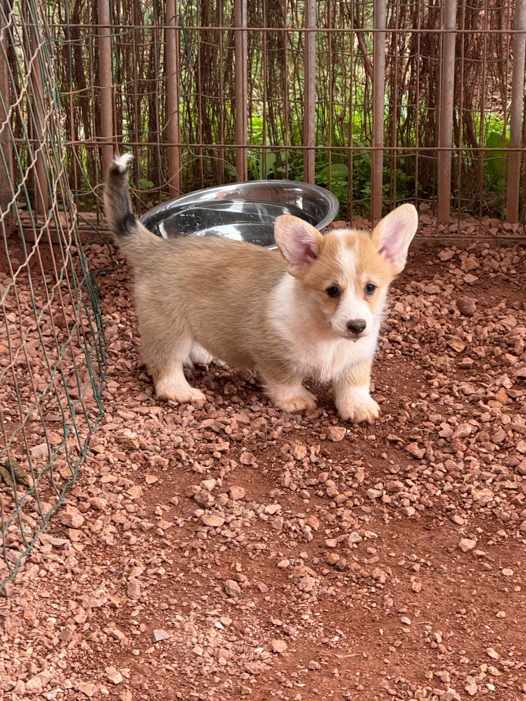 du Duncallipsy - Chiots disponibles - Welsh Corgi Pembroke