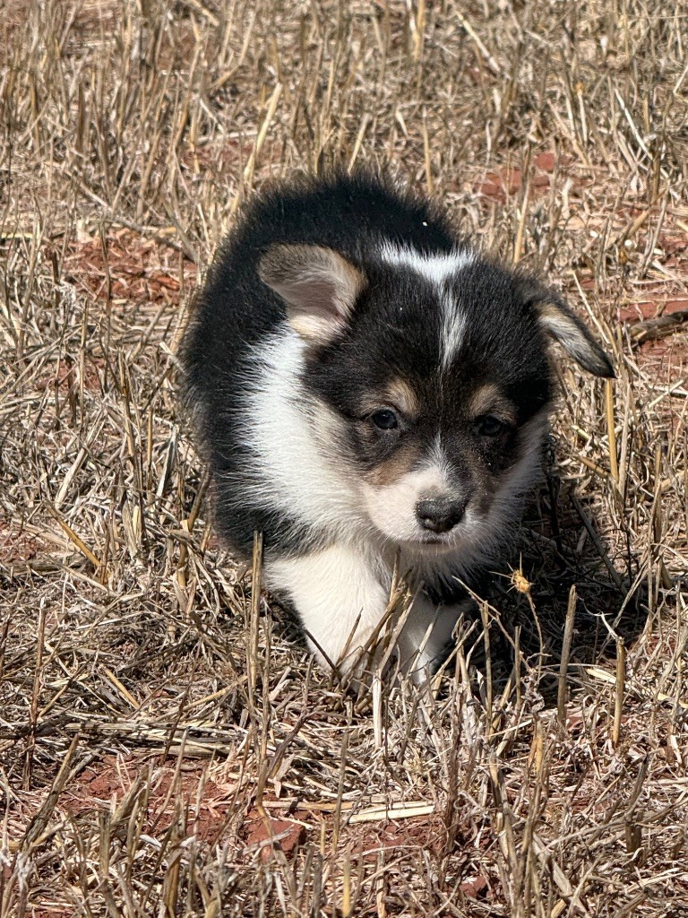 du Duncallipsy - Chiots disponibles - Welsh Corgi Pembroke