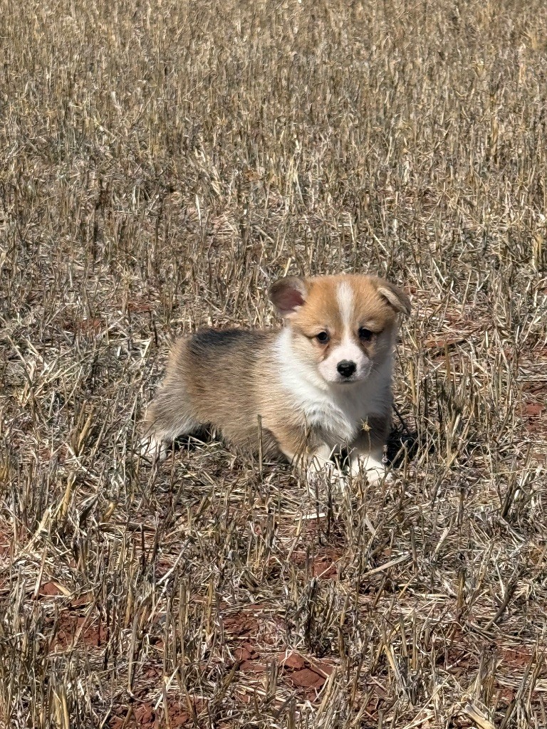 du Duncallipsy - Chiots disponibles - Welsh Corgi Pembroke