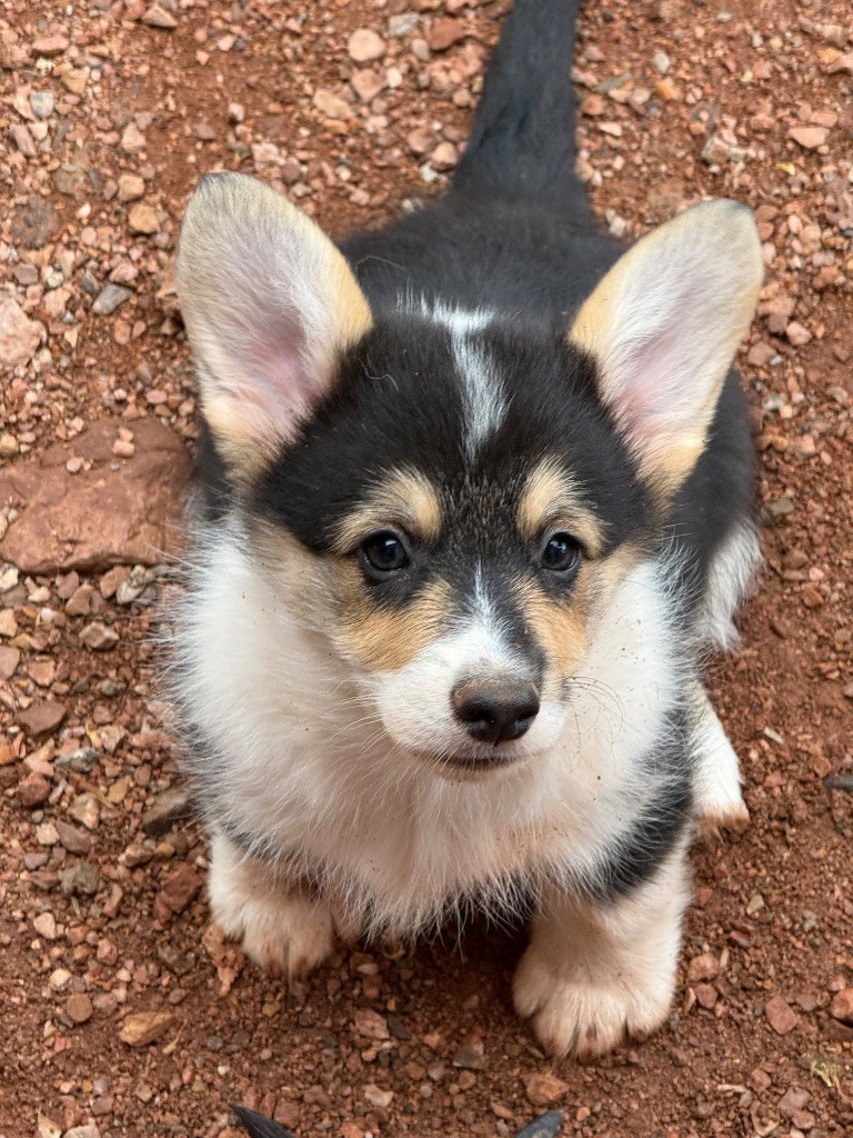 du Duncallipsy - Chiots disponibles - Welsh Corgi Pembroke