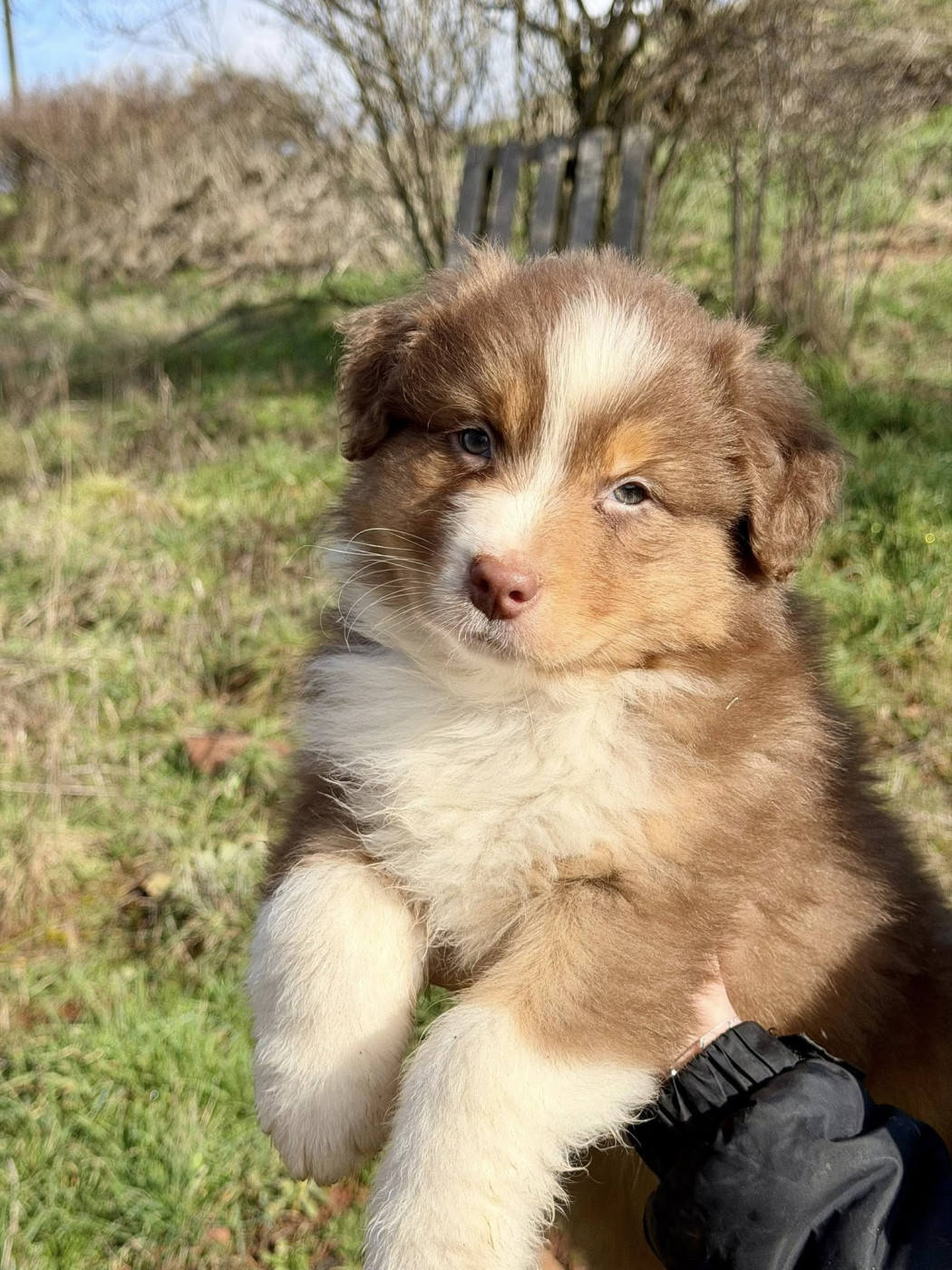 du Duncallipsy - Chiots disponibles - Berger Australien