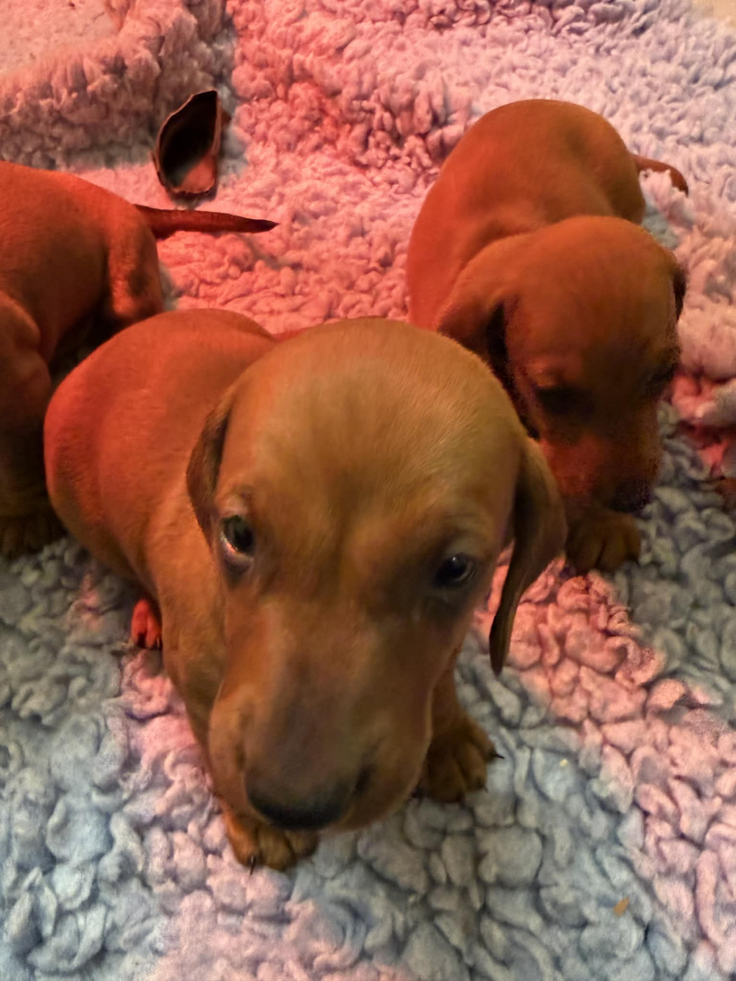 du Duncallipsy - Chiots disponibles - Teckel poil ras