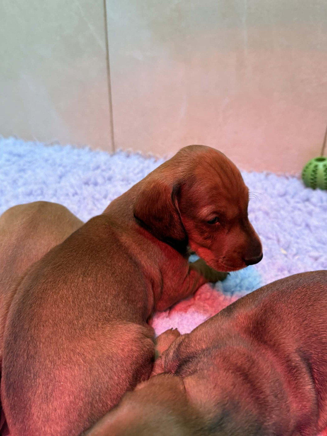 du Duncallipsy - Chiots disponibles - Teckel poil ras