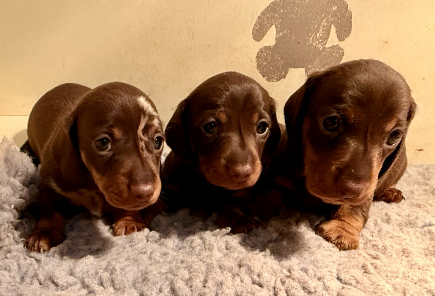 Chiot Teckel poil ras du Duncallipsy