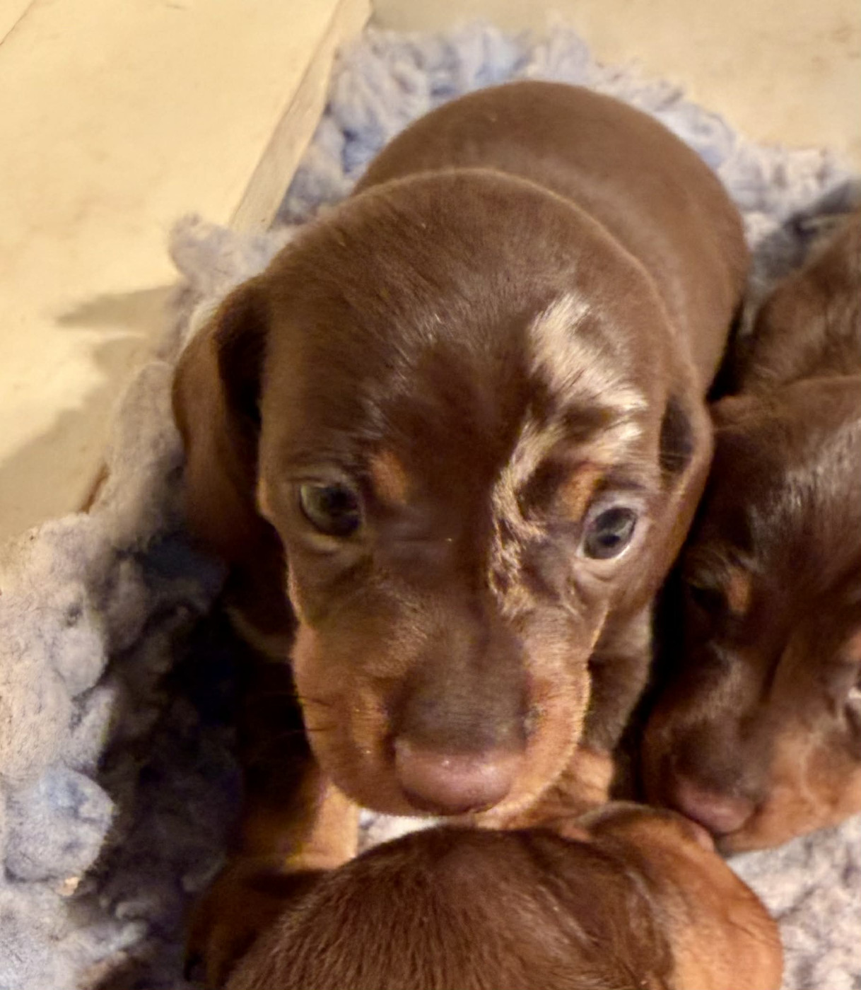 du Duncallipsy - Chiots disponibles - Teckel poil ras