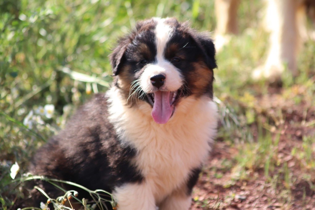 du Duncallipsy - Chiots disponibles - Berger Australien