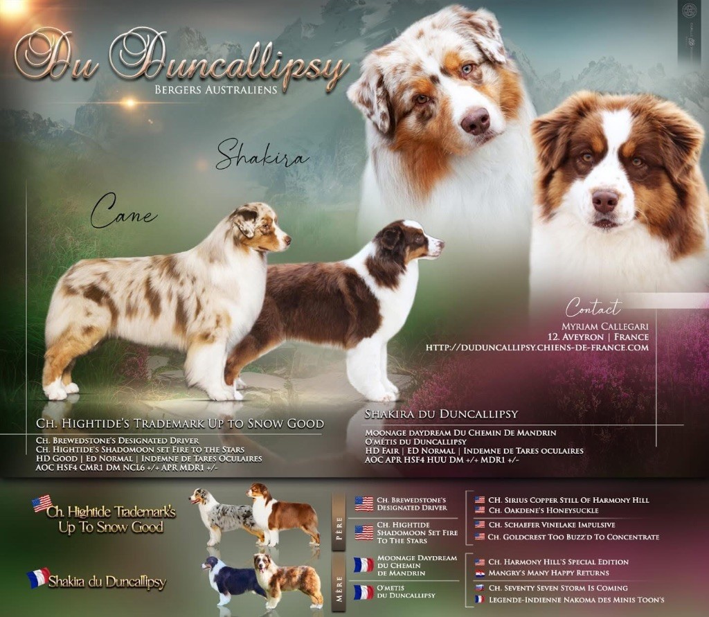 Chiot Berger Australien du Duncallipsy