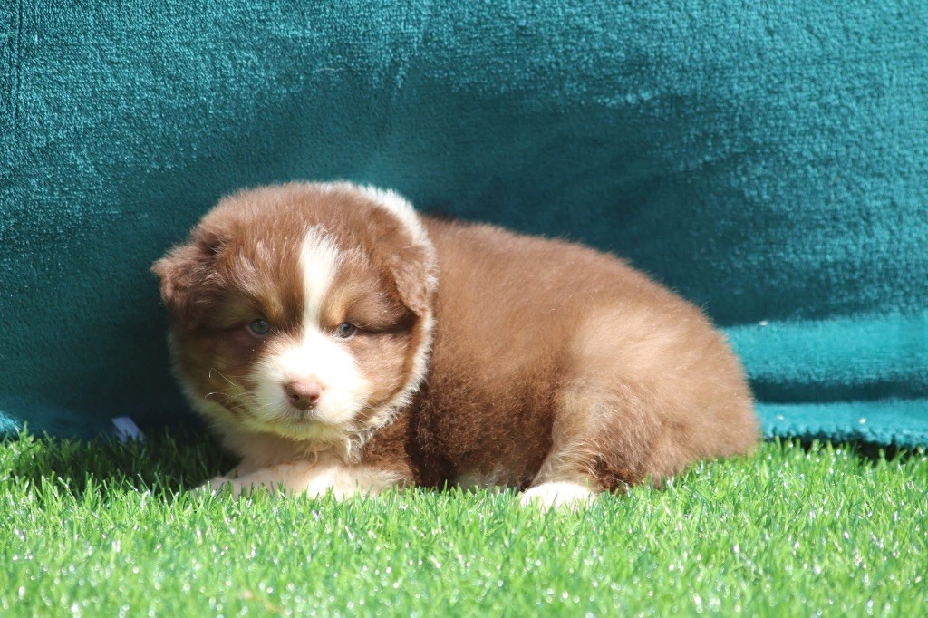 du Duncallipsy - Chiots disponibles - Berger Australien