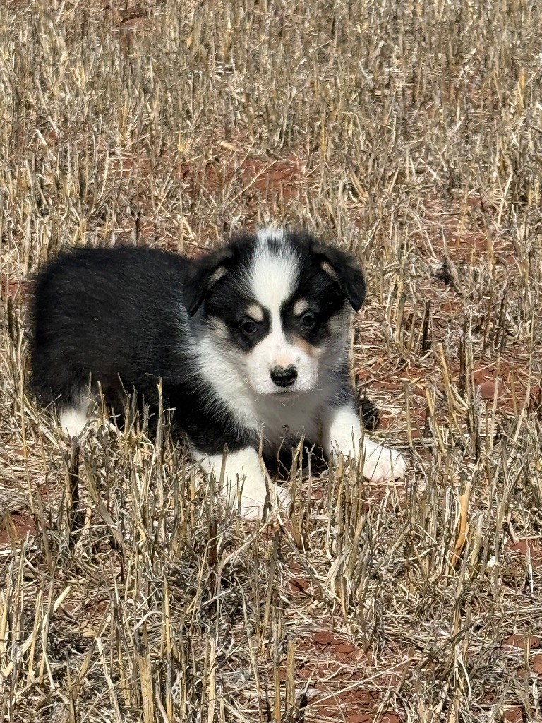 du Duncallipsy - Chiots disponibles - Welsh Corgi Pembroke