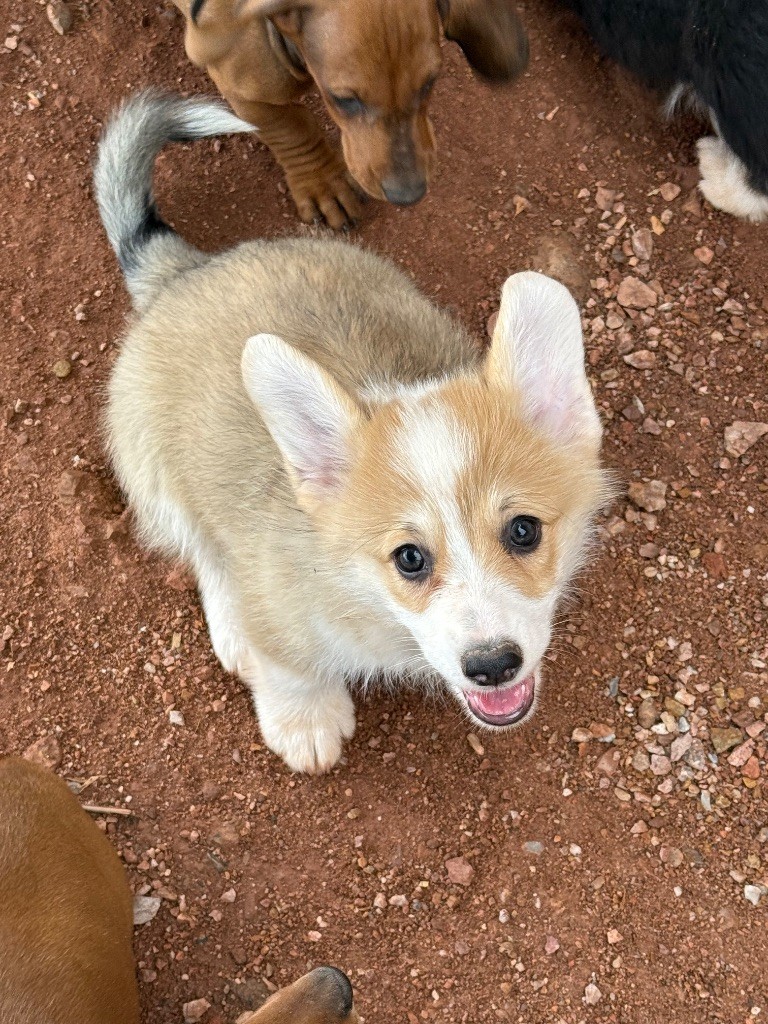 du Duncallipsy - Chiots disponibles - Welsh Corgi Pembroke