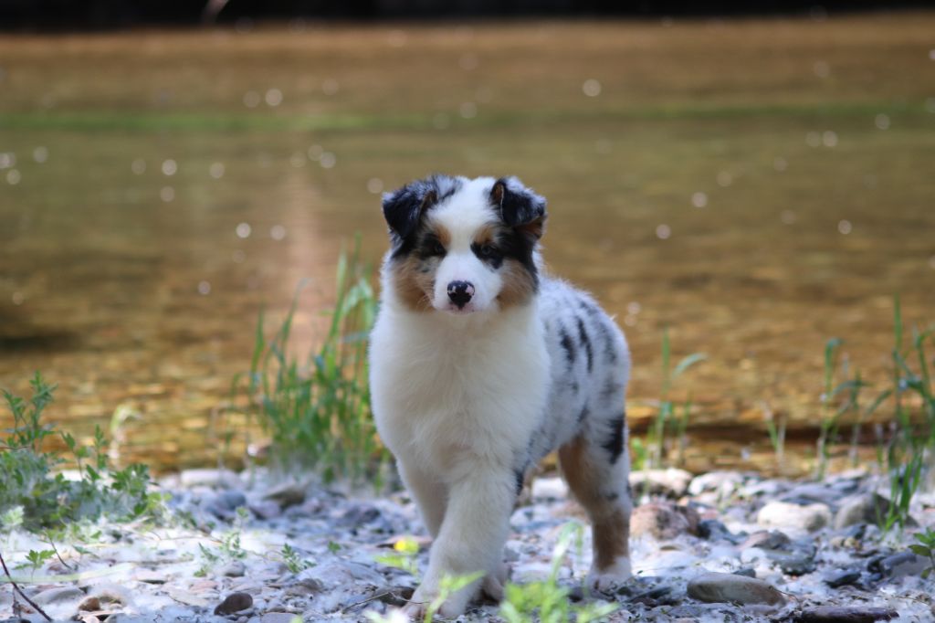 du Duncallipsy - Chiots disponibles - Berger Australien