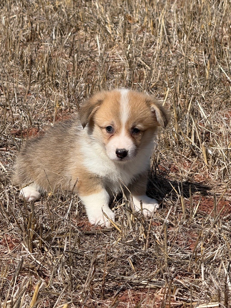 du Duncallipsy - Chiots disponibles - Welsh Corgi Pembroke