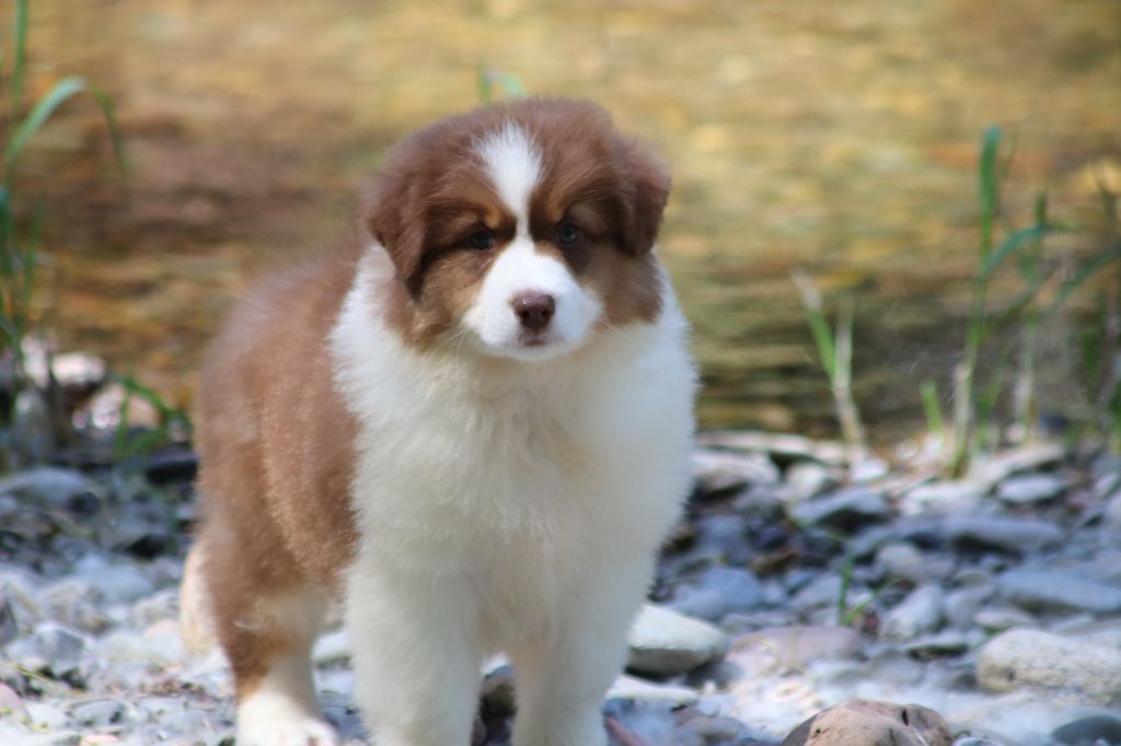 du Duncallipsy - Chiots disponibles - Berger Australien
