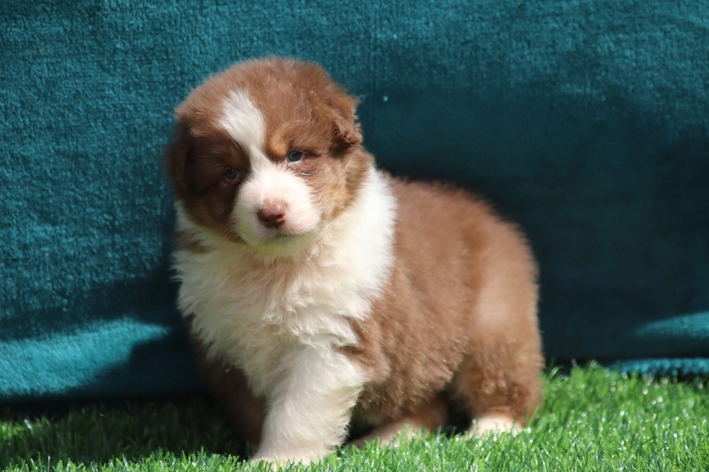 du Duncallipsy - Chiots disponibles - Berger Australien