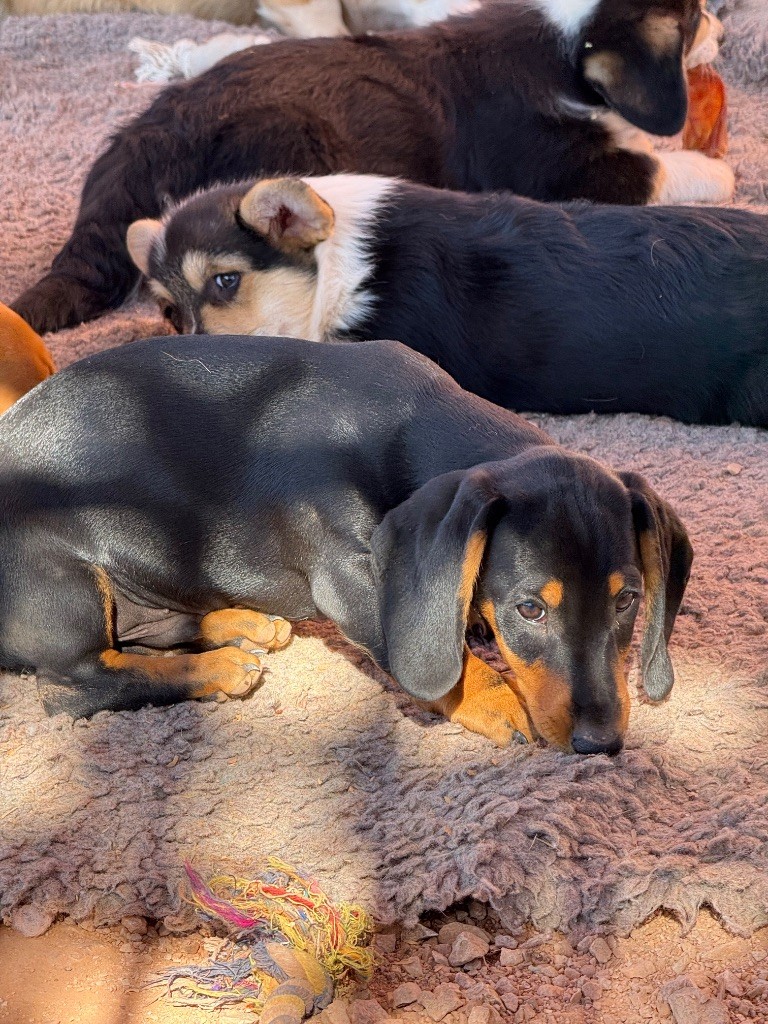 du Duncallipsy - Chiots disponibles - Teckel poil ras