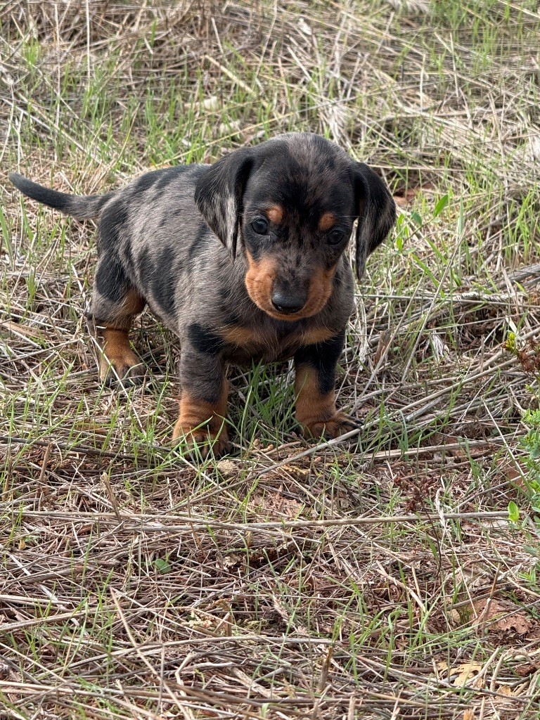 du Duncallipsy - Chiots disponibles - Teckel poil ras