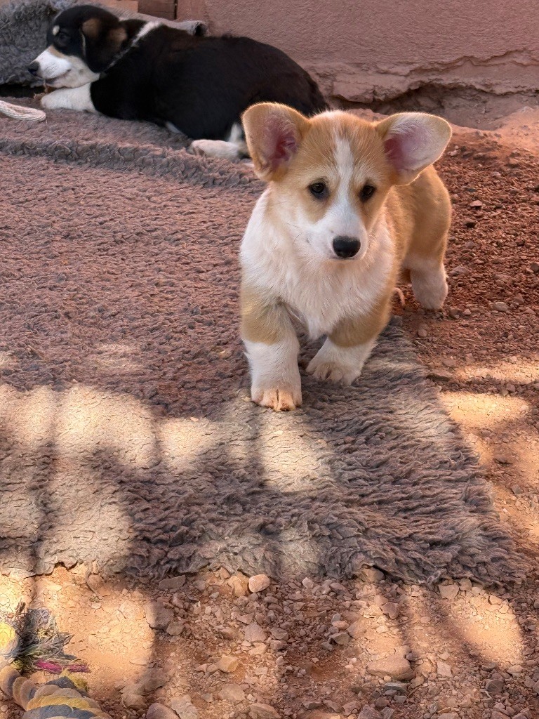 du Duncallipsy - Chiots disponibles - Welsh Corgi Pembroke