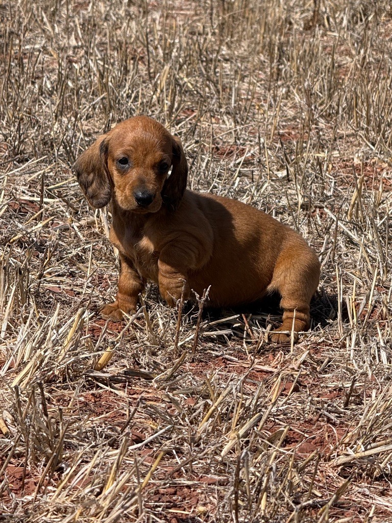 du Duncallipsy - Chiots disponibles - Teckel poil ras