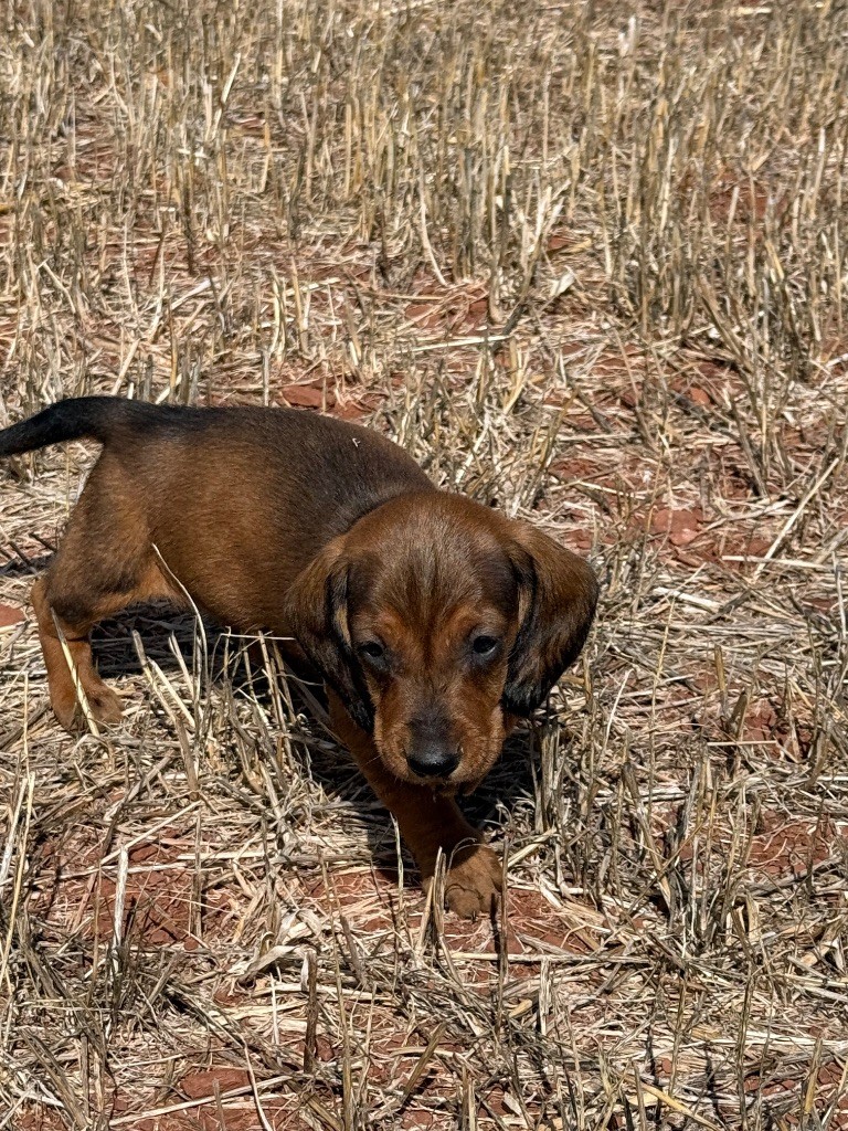 du Duncallipsy - Chiots disponibles - Teckel poil ras