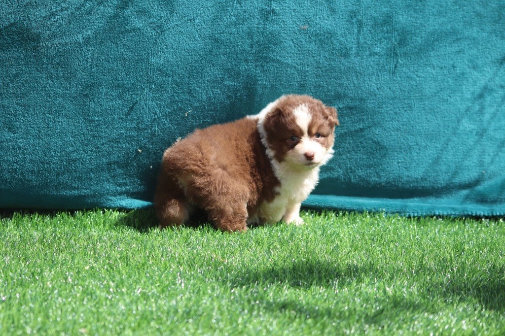 du Duncallipsy - Chiots disponibles - Berger Australien