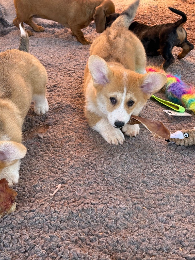 du Duncallipsy - Chiots disponibles - Welsh Corgi Pembroke