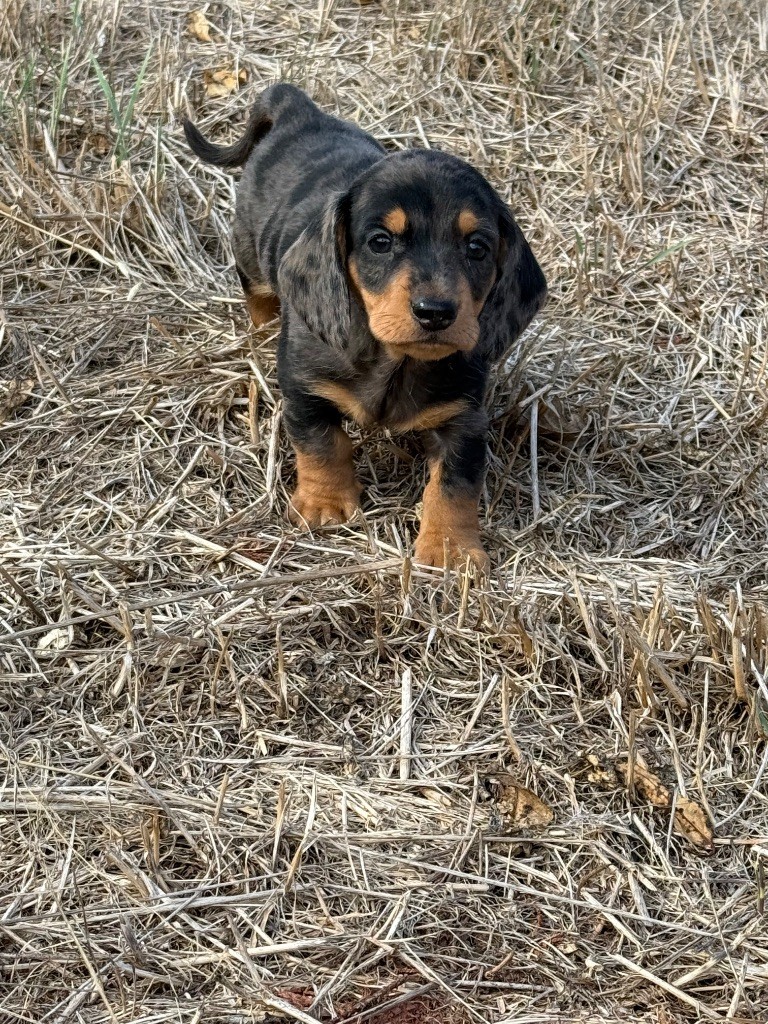 du Duncallipsy - Chiots disponibles - Teckel poil ras