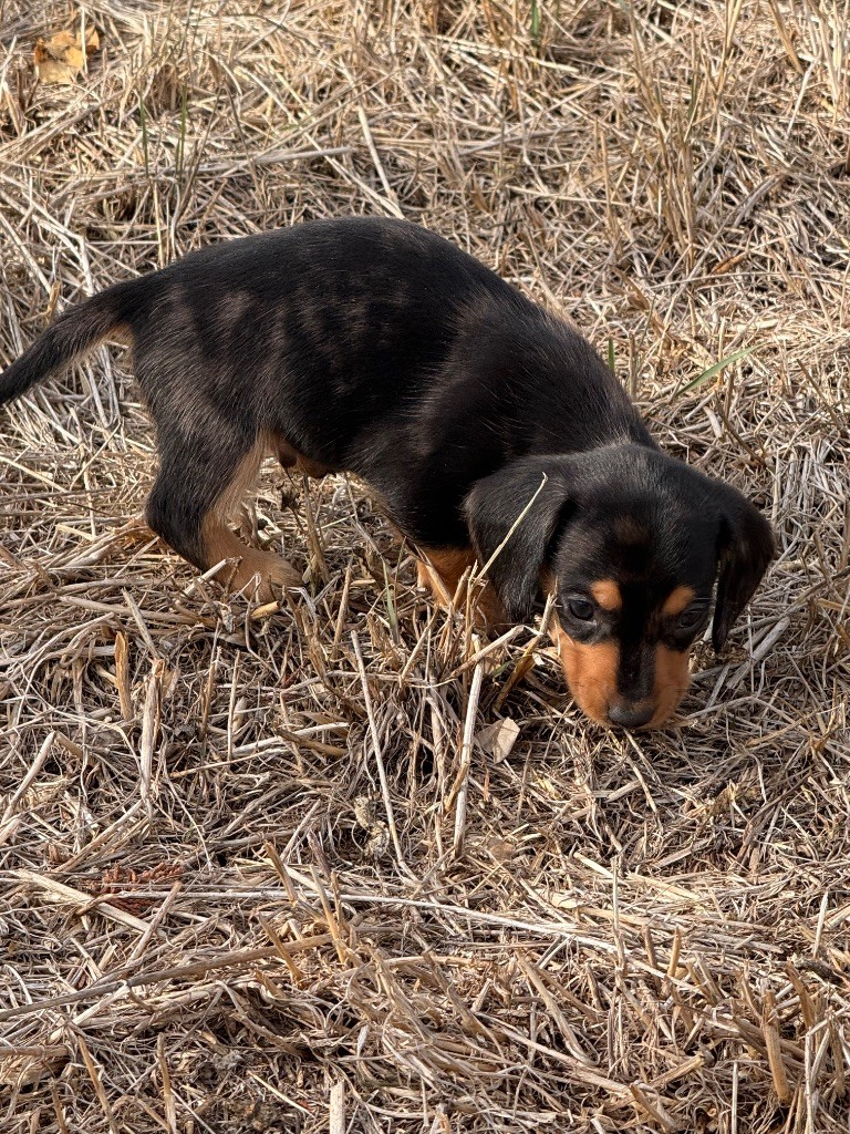 du Duncallipsy - Chiots disponibles - Teckel poil ras