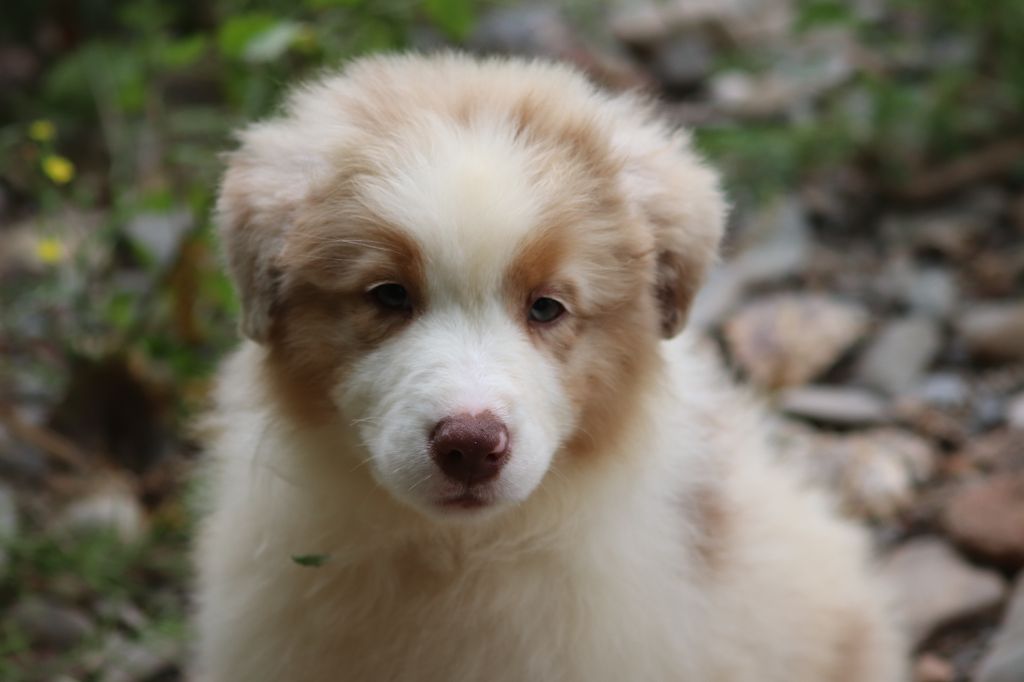 du Duncallipsy - Chiots disponibles - Berger Australien