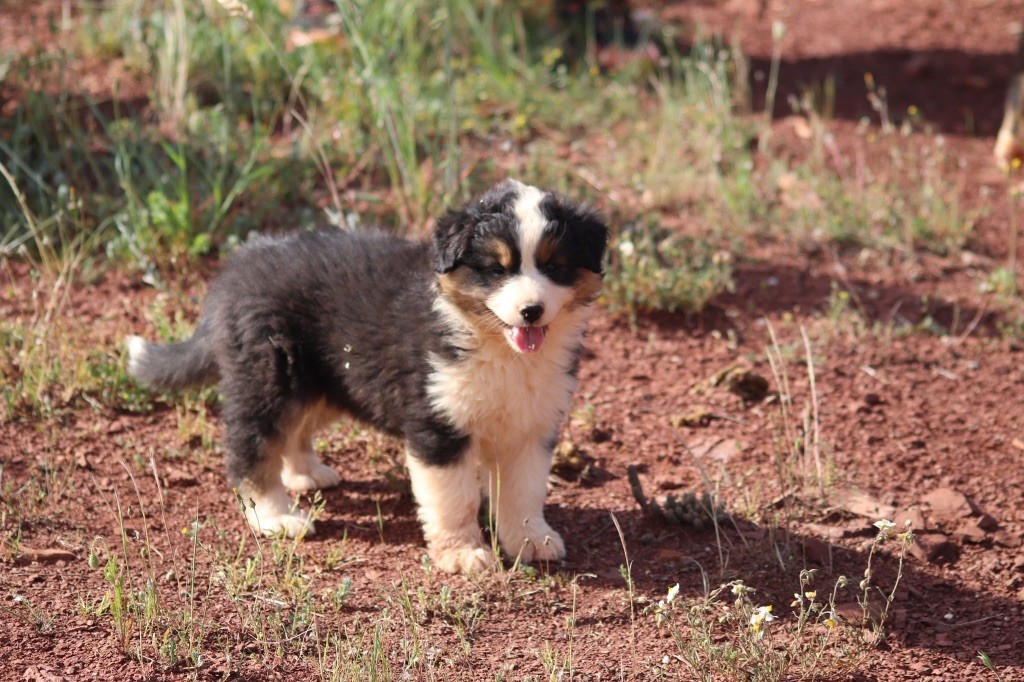 du Duncallipsy - Chiots disponibles - Berger Australien