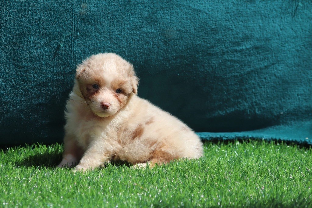 du Duncallipsy - Chiots disponibles - Berger Australien