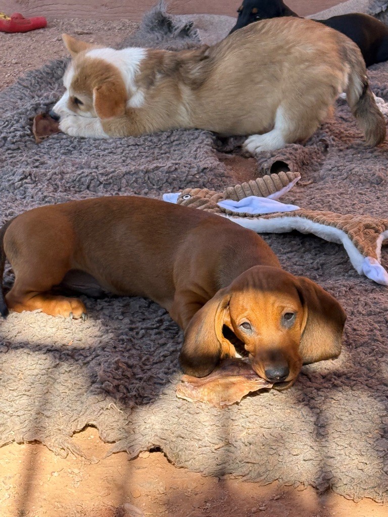 du Duncallipsy - Chiots disponibles - Teckel poil ras