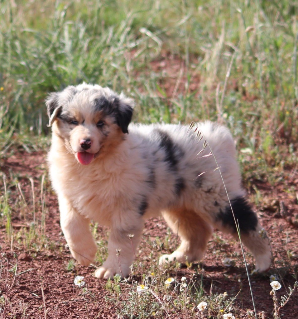 du Duncallipsy - Chiots disponibles - Berger Australien