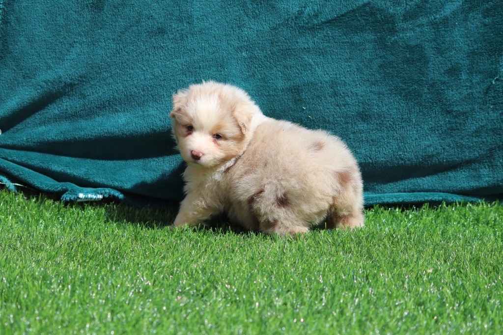 du Duncallipsy - Chiots disponibles - Berger Australien