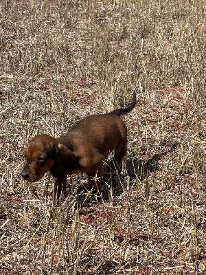 CHIOT 2