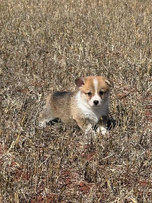CHIOT 3