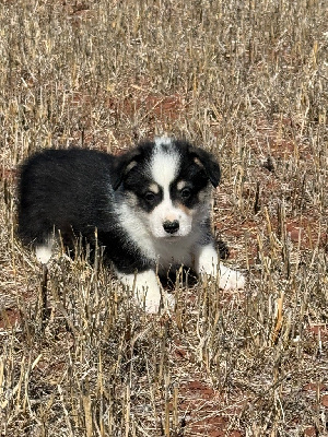 CHIOT 2