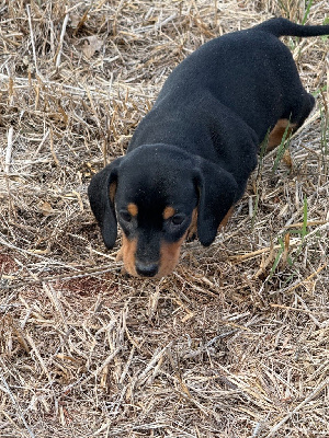 CHIOT 3