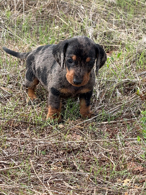 CHIOT 4