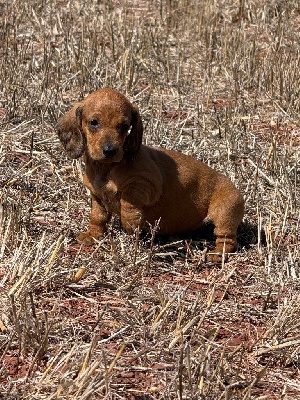CHIOT 5