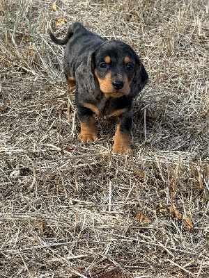 CHIOT 1