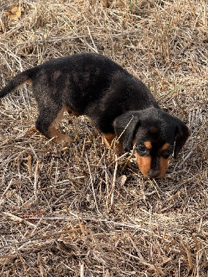 CHIOT 1