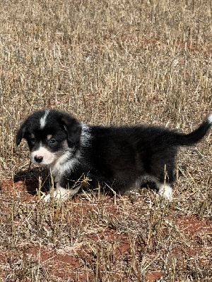 CHIOT 1
