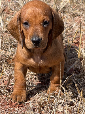 CHIOT 3