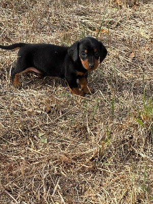 CHIOT 2